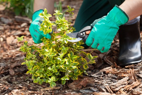 Professional gardening support in Penge for pruning and structure