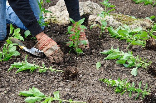 Soft landscaping and planting improvements for gardens in Penge